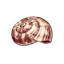 Banded Snail