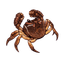 Fighting Crab