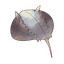 Horseshoe Crab