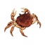 Normal Crab
