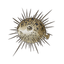 Porcupinefish