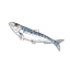Sardine