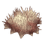 Sea Urchin