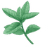 Seaweed