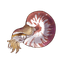 Vortex Squid