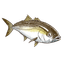 Yellowtail