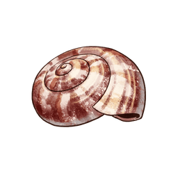 Banded Snail