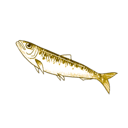 Grilled Yellowtail