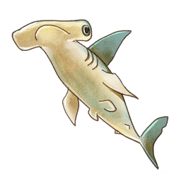 Hammerhead Shark