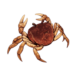 Normal Crab
