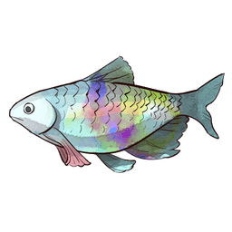 Rainbow Fish
