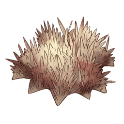 Sea Urchin