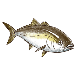 Yellowtail